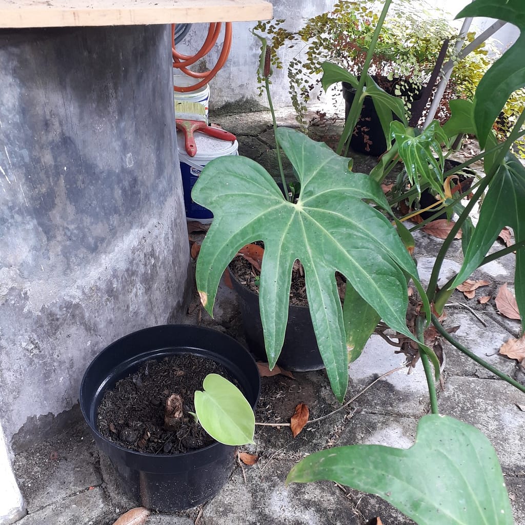 Neben einem runden Brunnen aus Beton (der links ins Bild ragt) stehen mehrere Pflanzen, die in schwarzen Kunststofftöpfen wachsen. Im Vordergrund steht ein Topf mit einer Monstera, die nur ein einziges blassgrünes, herzförmiges Blatt besitzt. Rechts neben ihr wächst ein üppiger Baum-Philodendron. Im Hintergrund sind weitere Pflanzen und ein oranger Gartenschlauch zu sehen.