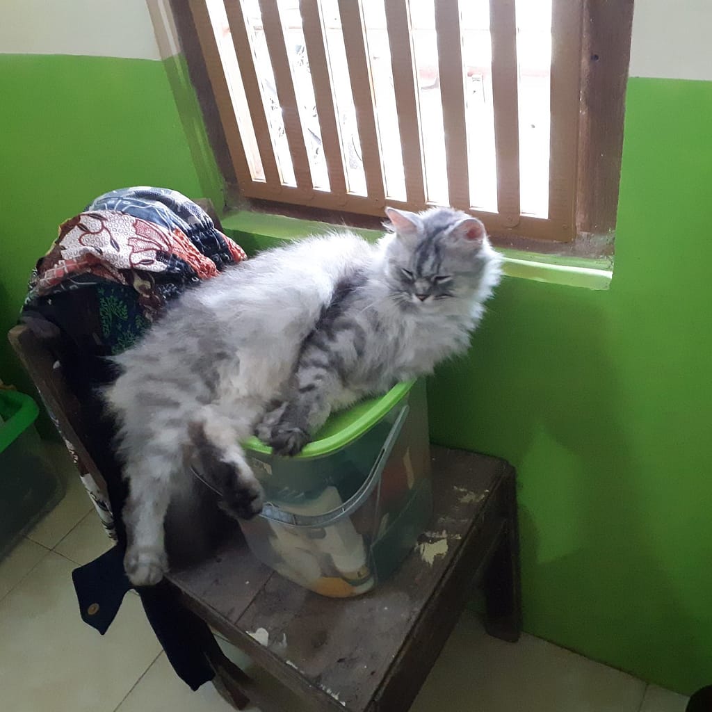 Ein grau getigerter flauschiger Kater schläft auf einem durchsichtigen Kunststoffcontainer mit hellgrünem Deckel, der wiederum auf einem Stuhl steht. Seine Schlafposition sieht nicht sehr gemütlich aus, weil er sich eben gestreckt hat und dabei eingeschlafen ist. Stuhl und Container stehen vor einem Fenster, das mit einem Metallgitter versehen ist, über der Lehne hängt Kleidung.